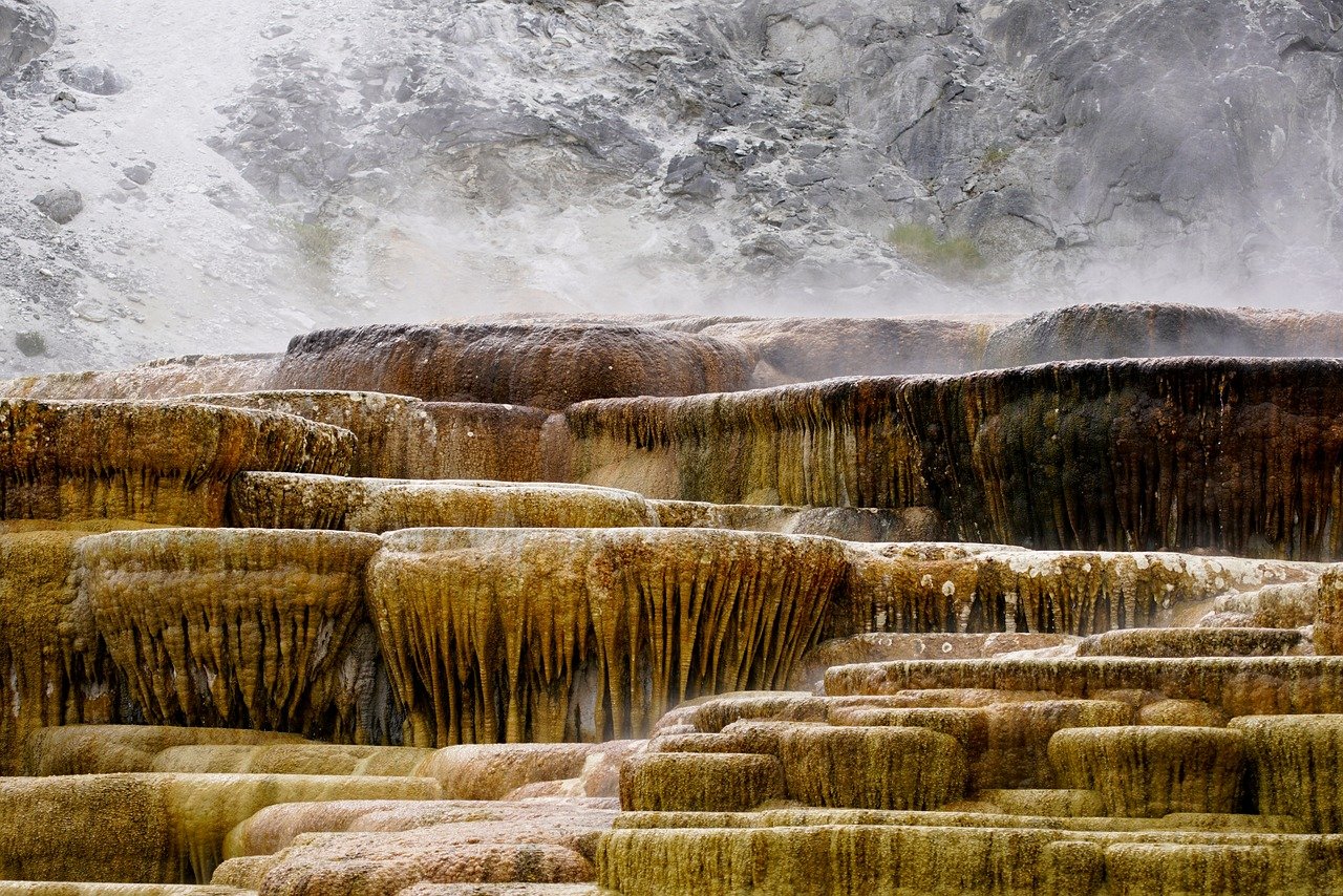 The Ultimate Guide to Wildlife Viewing in Yellowstone